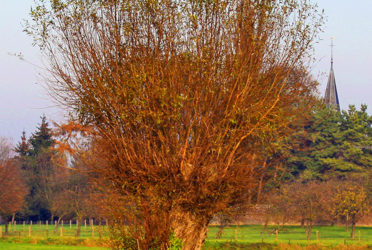 Deux en une… Semaine de la réduction des déchets et Semaine de l’Arbre