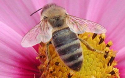 Interdire les insecticides responsables du déclin des abeilles